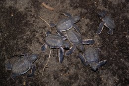 Archipel-des-Comores;-Bébés-tortues;-Éclosion;-Faune;-France;-Kaleidos;-Kaleidos-images;-La-parole-à-limage;-Laurent-Abad;-Mayotte;-Océan-Indien;-Reptile;-Sable-noir;-Stories-Pictures;-Tortue;-Tortue-marine